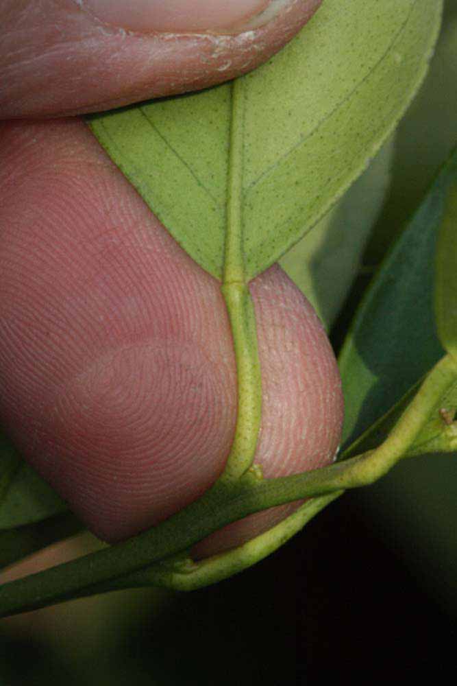              Petiole (Riverside, CA)       